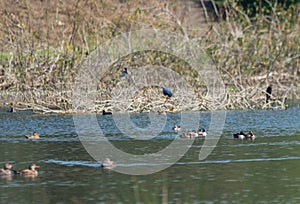 Flock of Northern shoveler Spatula clypeata with other ducks floating on the water
