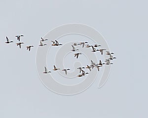 Flock of Northern Shovelers can be seen flying against the blue sly