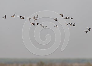 A Flock of Northern Shovelers flying