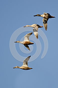 Flock of Northern Shovelers Flying in a Blue Sky