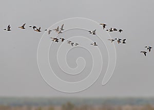 A Flock of Northern Shovelers flying in a wet land