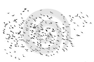 Flock of numerous black Starling birds flying in the distance o