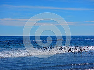 Flock of ocean birds in flight