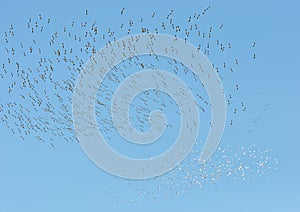 Flock od migrating birds photo