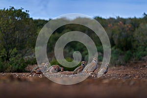 Flock og birds in habitat. Red-legged partridge, Alectoris rufa, gamebird in pheasant family Phasianidae, on the gravel road,