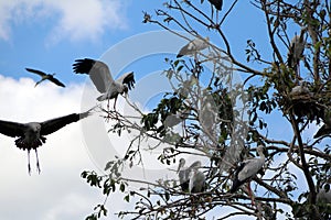 A flock of open billed stork bird perch and winged at the tree on blue sky and white cloud background.