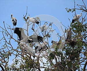 Flock of open billed stork bird perch and winged at the tree on blue sky and white cloud background. photo