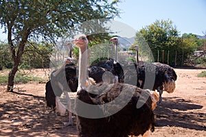 Flock of ostriches at ostrich farm