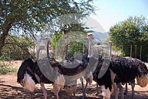 Flock of ostriches at ostrich farm