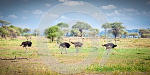 Flock of ostriches run across the Tanzanian savanna.