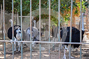 a flock of ostriches or Struthio camelus in cages at the zoo