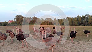 Flock of ostriches walking on meadow at countryside farm.