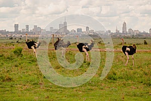 A flock of ostriches in the wild against the background of Nairobi Skyline in Nairobi National Park, Kenya