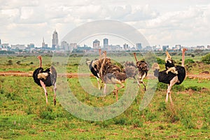 A flock of ostriches in the wild against the background of Nairobi Skyline in Nairobi National Park, Kenya
