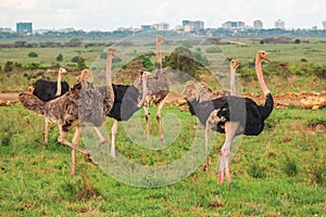 A flock of ostriches in the wild against the background of Nairobi Skyline in Nairobi National Park, Kenya