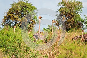 A flock of ostriches in the wild against the background of Nairobi Skyline in Nairobi National Park, Kenya