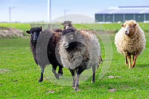 Flock of ouessant sheep in meadow at a hobby farmer