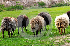 Flock of Ouessant sheeps in meadow walking together