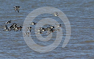 A flock of Oystercatcher Haematopus ostralegus flying over the sea on the Isle of Sheppey, Kent, UK.