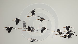 Flock of Painted Stork In Flight
