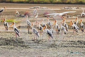 Flock of Painted stork large wader birds with yellow beak pink l photo