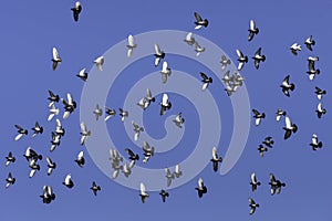 Flock of parallel flying pigeons in the sun