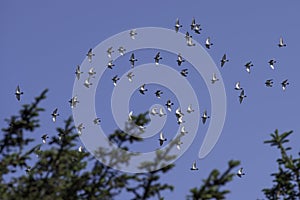 Flock of parallel flying pigeons in the sun, synchronized flight, group of flying pigeon
