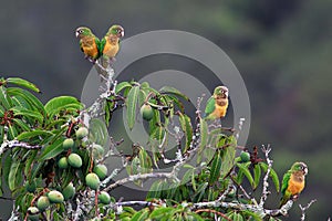 Flock of parrot perched on a mango tree photo