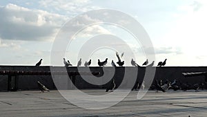 Flock of peaceful doves are on observarion deck in Kyiv in slo-mo