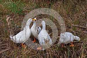 Flock of pekin ducks quacking