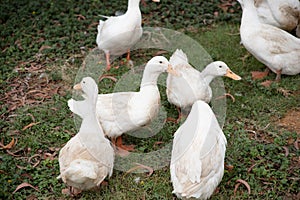 A flock of Pekin or White Pekin ducks.