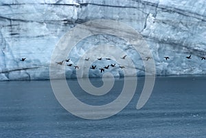 Flock Of Pelagic Cormorant Flying Next To Margerie Glacier At Glacier Bay National Park, Alaska