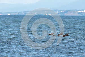 Flock of pelagic cormorant flying over Pacific Ocean.