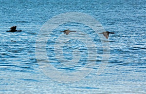 Flock of pelagic cormorant flying over Pacific Ocean.