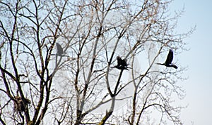 A flock of Pelagic Cormorants flying in the air.