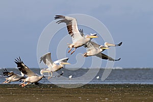Flock of pelecanus onocrotalus taking off
