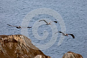 Flock of Pelican Birds flying over the cliffs in La Jolla Beach, San Diego, California