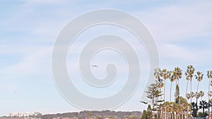 Flock of pelican flying, palm trees, California coast, pelecanus flight in sky.