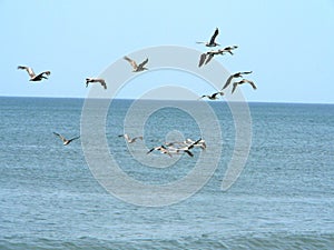 Flock of pelicans