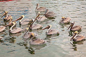 Flock of Pelicans