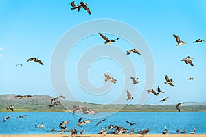 Flock of Pelicans on the Beach, Clear Blue Sky Background. Large Group of Birds, Animals in the Wild