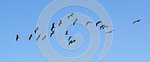 Flock of pelicans blue sky
