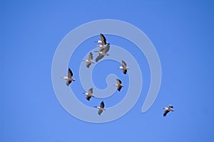 Flock of pelicans on a blue sky