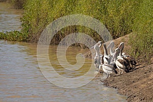 Flock of Pelicans in Channel Country Western Queensland