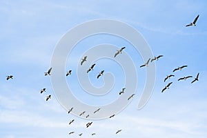 Flock of pelicans. Cloudy sky and silhouette of flying birds. Tranquil scene, freedom, hope, motivation concept