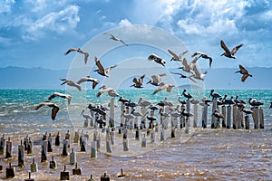 Flock of Pelicans at Coche Island in Venezuela