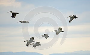 Flock of pelicans in flight