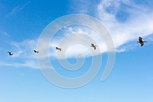 Flock of Pelicans in flight