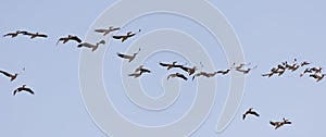 A flock of pelicans in flight against a blue sky