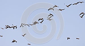 A flock of pelicans in flight against a blue sky